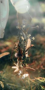 Flowers,Cones,Glare,Shine,Light,Spikelets,Wreath