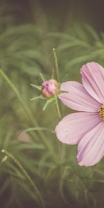 Flowers,Cosmos,Kosmeya,Wild Flower,Field Flower,Pink,Petals