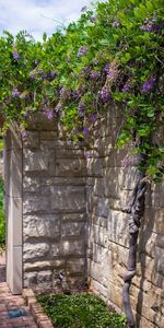 Flowers,Courtyard,Nature,Summer,Garden,Arch,Sunny,Yard