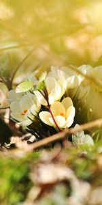 Flowers,Crocuses,Spring