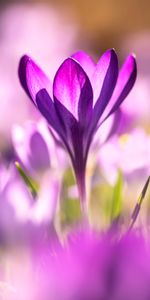 Flores,Macro,Azafrán,Azafranes,Púrpura,Violeta