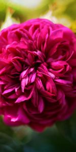 Flowers,Curvy,Flower,Bright,Rose,Close Up,Rose Flower