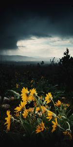 Flowers,Dahl,Mainly Cloudy,Overcast,Distance,Plants,Sunflowers