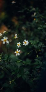 Feuilles,Dahlia,Fleurs,Pétales