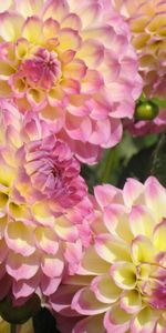 Flowers,Dahlias,Buds,Close Up