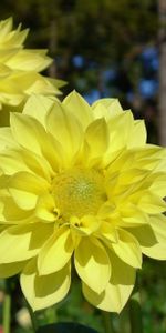 Flowers,Dahlias,Close Up