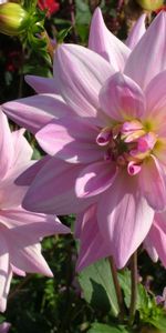 Flowers,Dahlias,Loose,Disbanded,Close Up