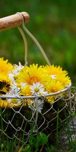 Flores,Cesta,Canasta,Dientes De León