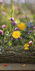 Flowers,Dandelions,Blur,Smooth,Berry,Log,Forget Me Nots,Clover