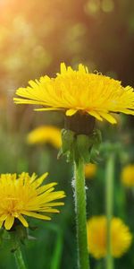 Flowers,Dandelions,Glade,Close Up,Greens,Polyana