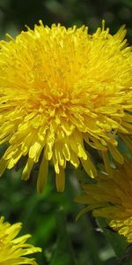 Flowers,Dandelions,Greens,Insect,Brightly,Sunny