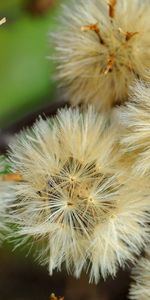 Flowers,Dandelions,Macro,Light Coloured,Light,Fuzz,Fluff