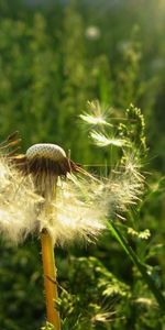 Flowers,Dandelions,Plants