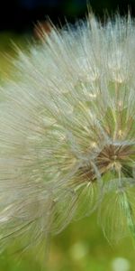 Plantas,Flores,Dientes De León