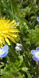 Plantas,Flores,Dientes De León