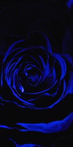 Flowers,Dark,Bud,Rose,Blue Rose,Rose Flower,Petals