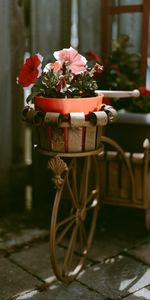 Flowers,Decoration,Pot,Bicycle