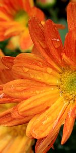 Fleurs,Rosée,Marguerites