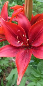 Flowers,Disbanded,Lily,Stamens,Licentious,Flower