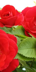 Flowers,Disbanded,Loose,Roses,Close Up,Leaves