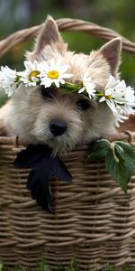 Flowers,Dog,Basket,Animals,Wreath