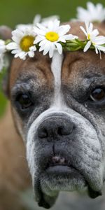 Flowers,Dog,Camomile,Wreath,Animals