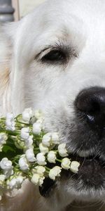 Flowers,Dog,Muzzle,Bouquet,Nose,Animals,Lily Of The Valley