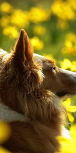 Flowers,Dog,Muzzle,Ears,Profile,Greased,Smeared,Animals