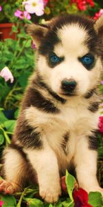 Flowers,Dog,Muzzle,Kid,Tot,Husky,Animals