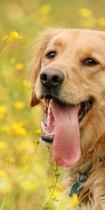 Flowers,Dog,Muzzle,Rest,Tongue,Language,Animals,Relaxation