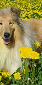 Animales,Flores,Perro,Campo,Estrabismo,Collie,Parpadear