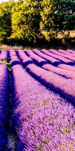 Flowers,Drome,Field,France,Nature,Lilac