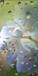 Flowers,Drops,Background