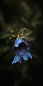 Cloche,Fleurs,Drops,Macro,Sombre