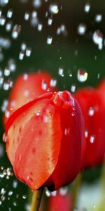 Flowers,Drops,Blur,Smooth,Buds,Tulips