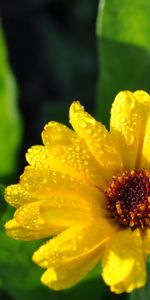 Flowers,Drops,Bud,Flower