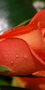 Flowers,Drops,Bud,Rose Flower,Rose,Flower