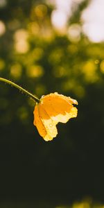 Flowers,Drops,Bud,Sunlight,Flower