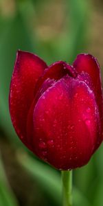 Flowers,Drops,Bud,Tulip