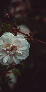 Flowers,Drops,Bush,Flower,Petals