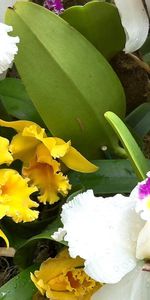 Flowers,Drops,Close Up,Greens,Flower Bed,Flowerbed,Freshness,Orchids,Different