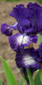 Drops,Acuité,Parterre,Fleurs,Iris,Parterre De Fleurs