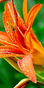 Flowers,Drops,Flower,Close Up,Greens,Lily