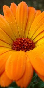 Drops,Gros Plan,Gerbera,Fermer,Pollen,Fleurs,Fleur