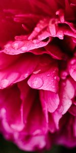 Flowers,Drops,Flower,Peony,Petals,Pion