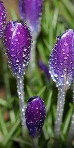 Flowers,Drops,Freshness,Primrose,Crocuses