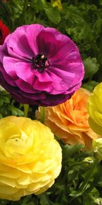 Flowers,Drops,Greens,Flower Bed,Flowerbed,Ranunculus,Ranunkulus