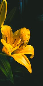 Flowers,Drops,Lily,Flower,Wet