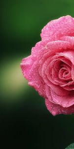 Flowers,Drops,Macro,Dew,Rose,Rose Flower