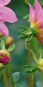 Flowers,Drops,Macro,Petals,Dew